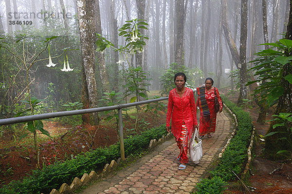 Pilgerweg durch Nebelwald  Berg Salib Kasih  Tarutung  Batak Region  Sumatra  Indonesien  Asien