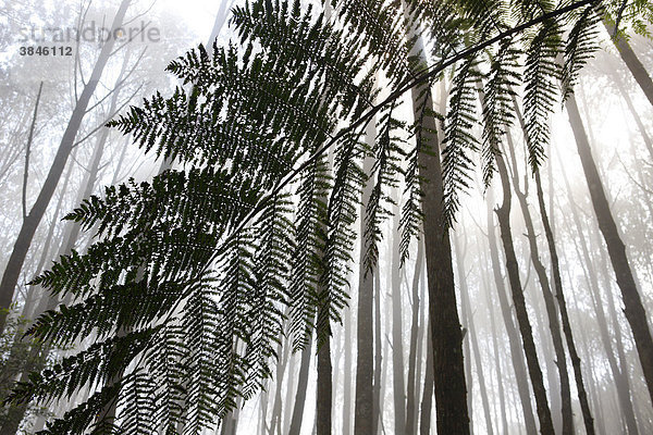 Baumfarn (Cyatheales)  Pilgerweg durch Nebelwald  Berg Salib Kasih  Tarutung  Batak Region  Sumatra  Indonesien  Asien