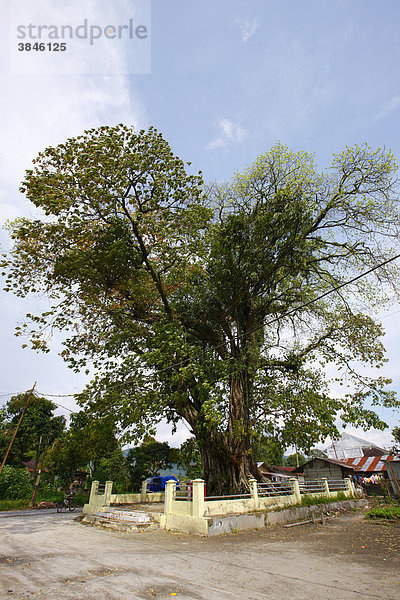 Heiliger Baum  Dr. Ludwig Ingwer Nommensen-Gedenkstätte  Tarutung  Batak Region  Sumatra  Indonesien  Asien