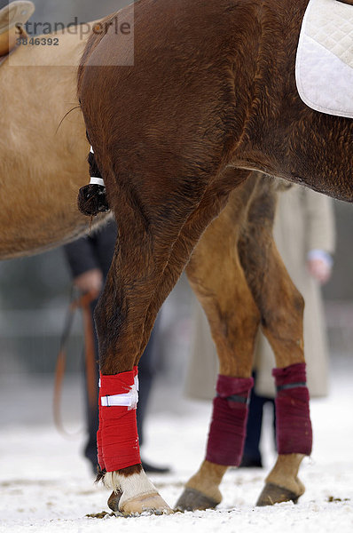 Bandagierte Polopferde  Snow Arena Polo World Cup 2009  Poloturnier  Kitzbühel  Tirol  Österreich  Europa