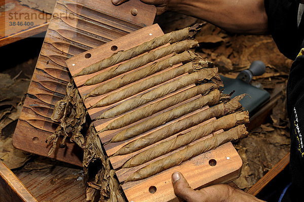 Frisch gerollte Zigarren in einer Pressvorrichtung  Zigarrenmanufaktur in Punta Cana  Dominikanische Republik  Karibik