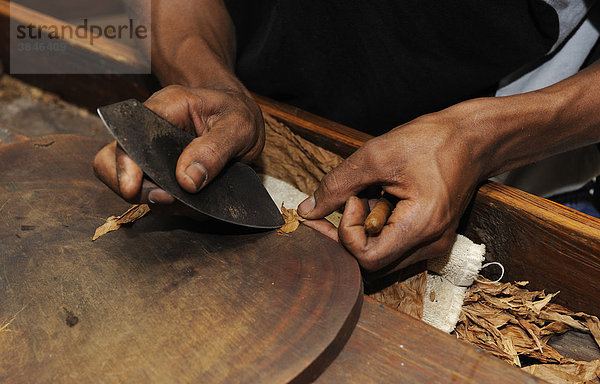 Mann beim Zuschneiden des Deckblattes einer Zigarre  Zigarrenmanufaktur in Punta Cana  Dominikanische Republik  Karibik