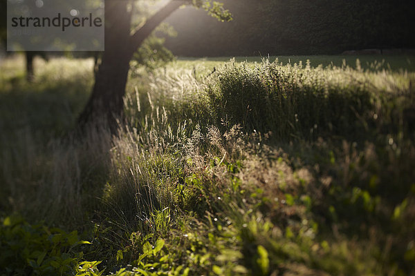 Morgensonne im Grünen