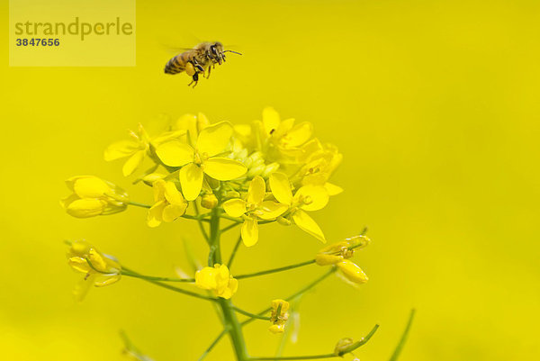 Biene fliegt über Rübsen  Rübsamen  Rübsaat (Brassica campestris)