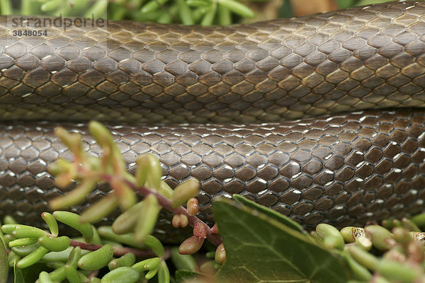 Äskulapnatter (Zamenis longissimus  Elaphe longissima)