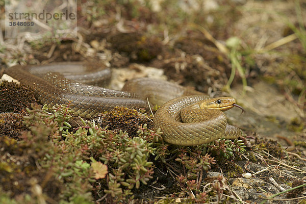 Äskulapnatter (Zamenis longissimus  Elaphe longissima)