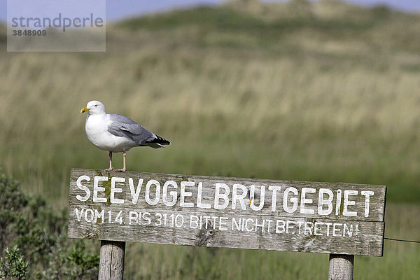 Silbermöwe (Larus argentatus) auf einem Seevogelbrutgebiet Schild  Insel Juist  Niedersachsen  Norddeutschland  Deutschland  Europa