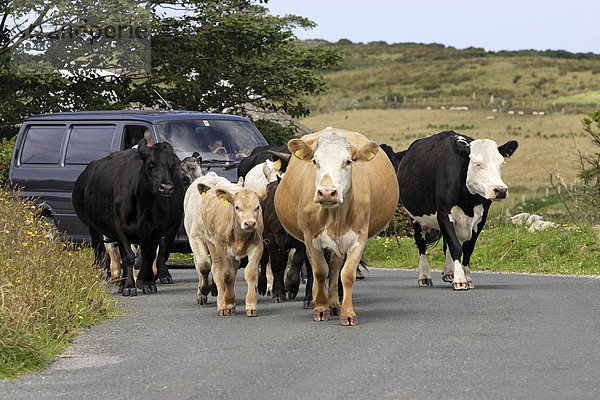 Kühe auf Straße  Claddaghduff  Connemara  Irland  Europa
