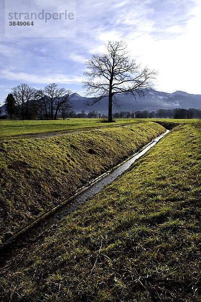 Birken  Landschaft  Bayerische Alpen  Chiemgau  Oberbayern  Deutschland  Europa