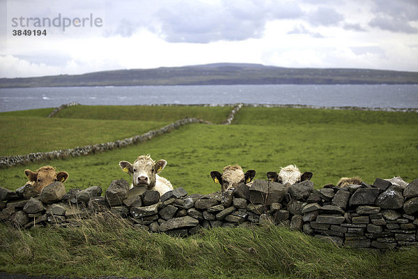 Kühe und Küstenlandschaft  The Burren  County Clare  Republik Irland  Europa