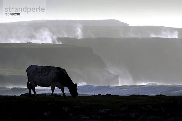 Cliffs of Moher  Kuh bei stürmischem Wetter  County Clare  Republik Irland  Europa