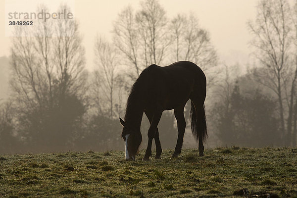 Braunes Pferd weidet im frühen Morgenlicht  County Mayo  Irland  Europa