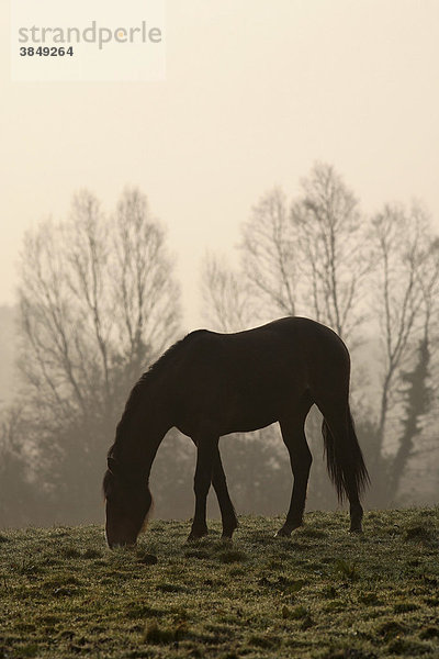 Braunes Pferd weidet im frühen Morgenlicht  County Mayo  Irland  Europa