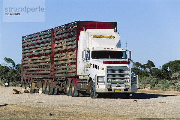 Truck mit Schafen beladen  Südaustralien  Australien