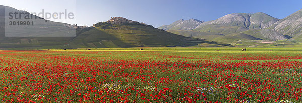 Castelluccio in den Sibillinischen Bergen zur Wildblumensaison  Piano Grande Plateau  Umbrien  Italien  Europa