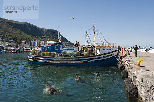 Südafrikanische Seebären (Arctocephalus pusillus) im Hafen von Simon's Town  Westliche Kapregion  Südafrika  Afrika