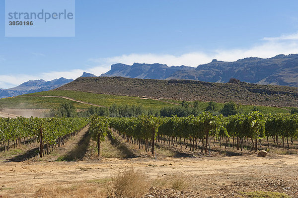 Weinberg in den Cederbergen  Westliche Kapregion  Südafrika  Afrika