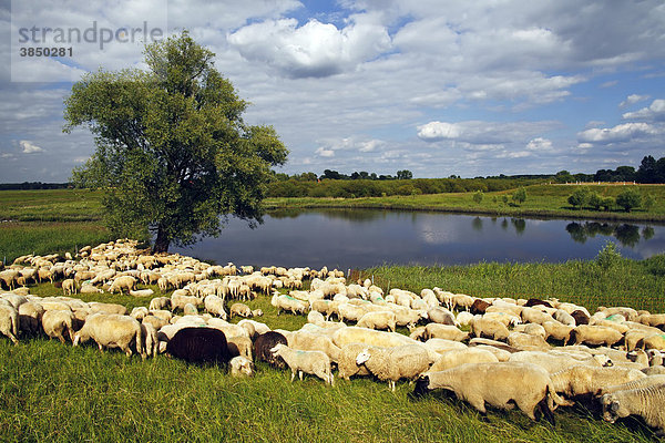 Schafe  Hausschafe (Ovis ammon f. aries) beweiden einen Deich  Schafherde am Fluss Sude  Naturpark Mecklenburgisches Elbtal  UNESCO Biosphärenreservat Flusslandschaft Elbe  Mecklenburg-Vorpommern  Deutschland