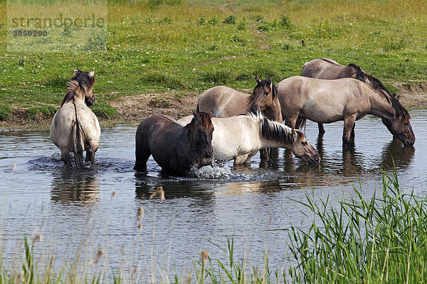 Badende und trinkende Koniks (Equus przewalskii f. caballus)  Gruppe von Hengsten am Wasser  Konikpferde  Wildpferde  Waldtarpan Rückzüchtung