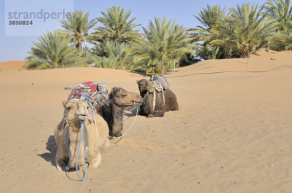 Dromedare (Camelus dromedarius)  Wüstentrekking  Erg Chebbi  Marokko  Afrika