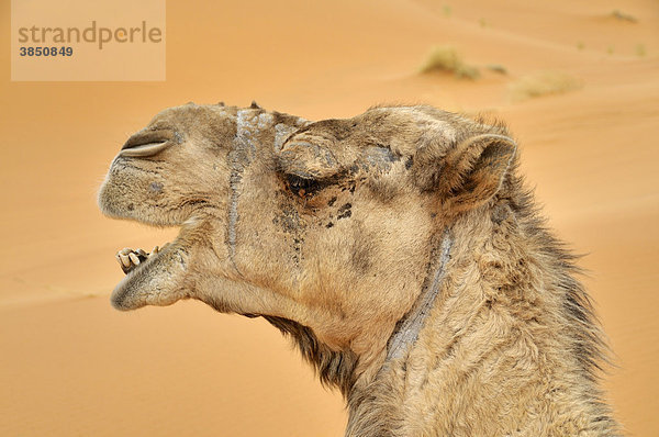 Dromedar (Camelus dromedarius)  Portrait  Wüstentrekking  Erg Chebbi  Marokko  Afrika