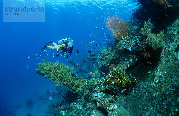 Unterwasserlandschaft Tulamben  Bali  Indonesien  Südostasien