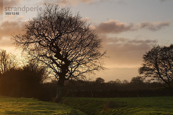 Silhouette eines Baumes bei Hamp Brook  kurz vor Sonnenuntergang  bei Bridgwater  Somerset  England  Großbritannien  Europa