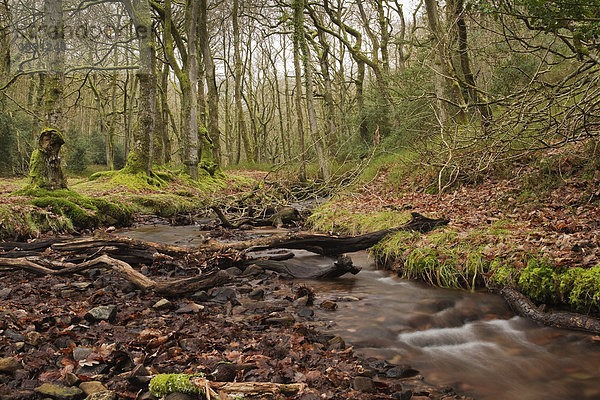Von Bäumen gesäumter Bach fließt durch Holford Combe an der nördlichen Flanke des Quantock Hill in Somerset  England  Großbritannien  Europa ausgekleidet