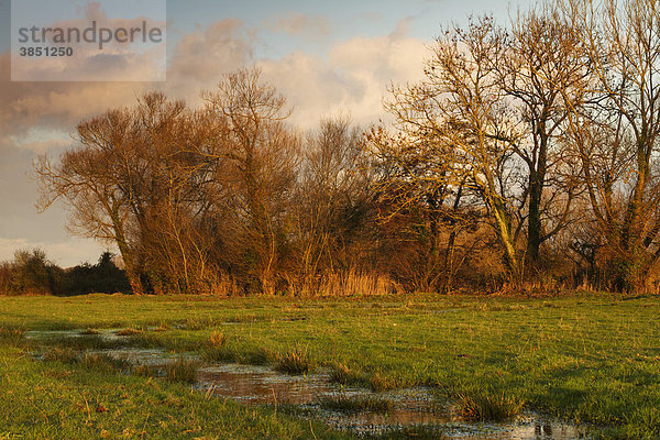 The Meads in der Nähe von Durleigh  Bridgwater  Somerset  England  Großbritannien  Europa