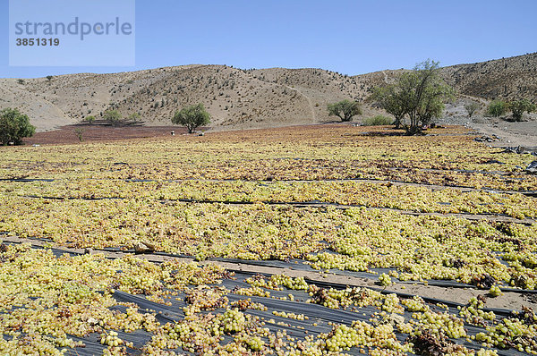 Trocknen von Weintrauben  Rosinen  Trockenfrüchte  Landwirtschaft  Vicuna  Valle d`Elqui  Elqui Tal  La Serena  Norte Chico  Nordchile  Chile  Südamerika