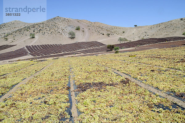 Trocknen von Weintrauben  Rosinen  Trockenfrüchte  Landwirtschaft  Vicuna  Valle d`Elqui  Elqui Tal  La Serena  Norte Chico  Nordchile  Chile  Südamerika