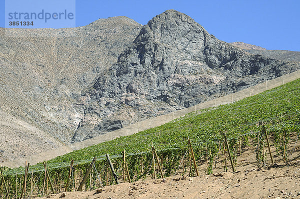 Weinanbaugebiet  Landwirtschaft  fruchtbares Tal  Wüstenberge  Pisco Elqui  Dorf  Vicuna  Valle d`Elqui  Elqui Tal  La Serena  Norte Chico  Nordchile  Chile  Südamerika