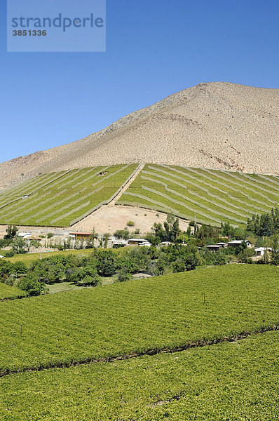 Landschaft  Weinanbaugebiet  Landwirtschaft  fruchtbares Tal  Wüstenberge  Pisco Elqui  Dorf  Vicuna  Valle d`Elqui  Elqui Tal  La Serena  Norte Chico  Nordchile  Chile  Südamerika