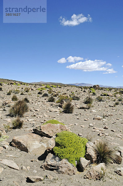 Yareta  auch Llareta (Azorella compacta)  typische Pflanze  Vegetation  Steine  Reserva Nacional de las Vicunas  Lauca Nationalpark  Altiplano  Norte Grande  Nordchile  Chile  Südamerika