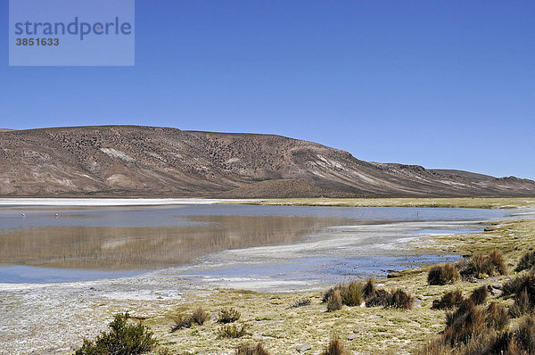 Gräser  Vegetation  Steppe  Weite  Ebene  Salar de Surire  Salzsee  Reserva Nacional de las Vicunas  Lauca Nationalpark  Altiplano  Norte Grande  Nordchile  Chile  Südamerika