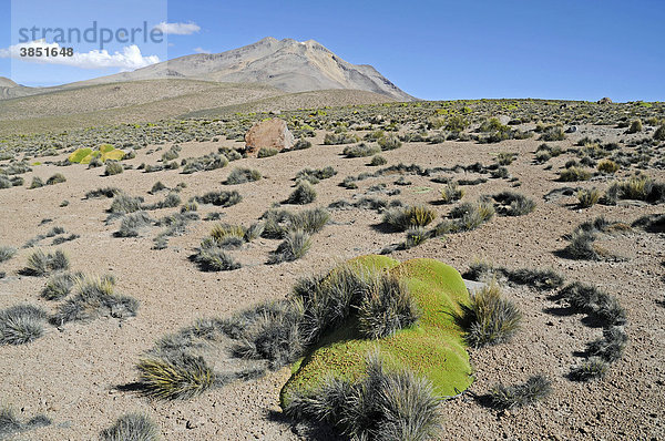 Yareta  auch Llareta (Azorella compacta)  typische Pflanze  Vegetation  Reserva Nacional de las Vicunas  Lauca Nationalpark  Altiplano  Norte Grande  Nordchile  Chile  Südamerika