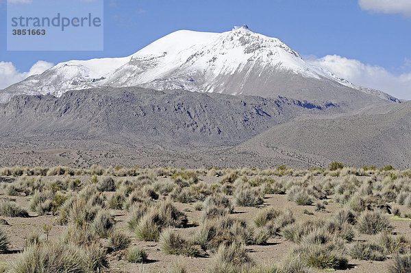 Guallatiri Vulkan  Steppe  Gräser  Vegetation  Weite  Ebene  Reserva Nacional de las Vicunas  Lauca Nationalpark  Altiplano  Norte Grande  Nordchile  Chile  Südamerika