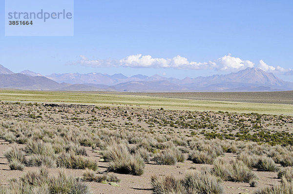 Steppe  Gräser  Vegetation  Weite  Ebene  Reserva Nacional de las Vicunas  Lauca Nationalpark  Altiplano  Norte Grande  Nordchile  Chile  Südamerika