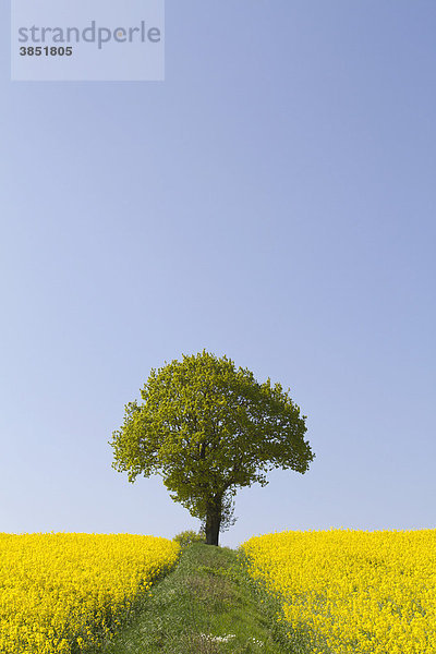 Eiche (Quercus) im Rapsfeld