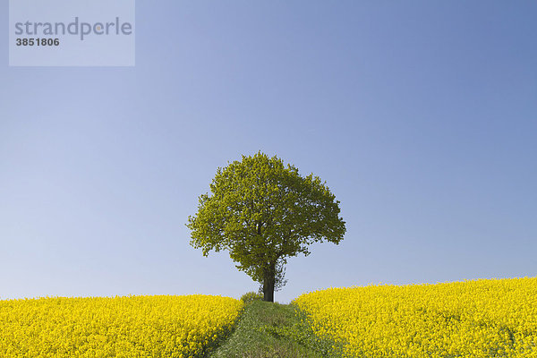 Eiche (Quercus) im Rapsfeld