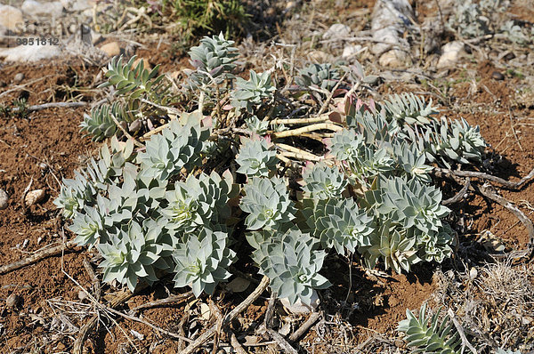 Wolfsmilch (Euphorbia myrsinites)  Insel Cres  Kroatien  Europa