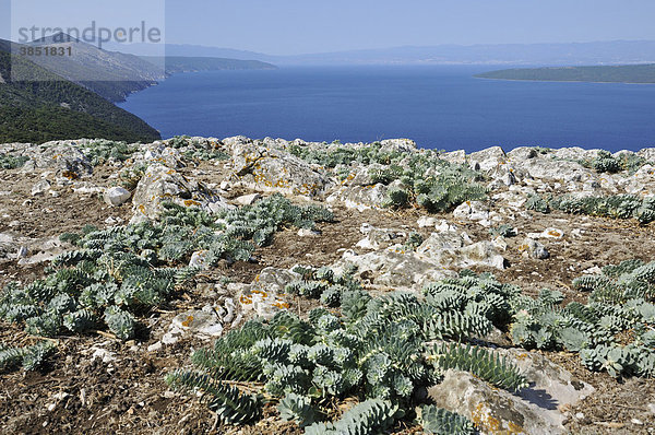 Wolfsmilch (Euphorbia myrsinites)  Insel Cres  Kroatien  Europa