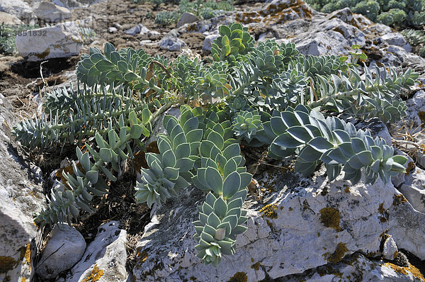 Wolfsmilch (Euphorbia myrsinites)  Insel Cres  Kroatien  Europa
