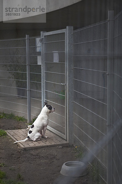 Hund in Europas größtem und modernstem Tierheim des Tierschutzvereins für Berlin  Berlin  Deutschland  Europa