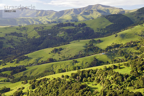 Grüne Hügel  Banks Peninsula  Region Canterbury  Südinsel  Neuseeland