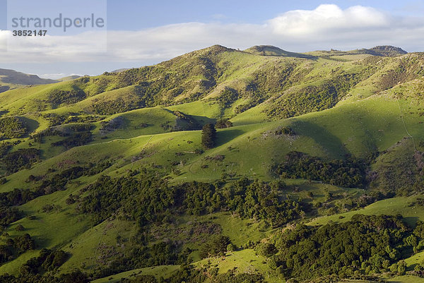 Grüne Hügel  Banks Peninsula  Region Canterbury  Südinsel  Neuseeland