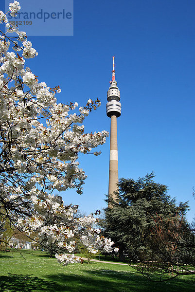 Fernsehturm  Florian  Florianturm  Frühlingsblüte  Westfalenpark  Dortmund  Ruhrgebiet  Nordrhein-Westfalen  Deutschland  Europa