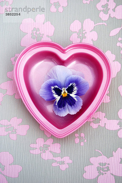 Herz mit Stiefmütterchen (Viola hybrida)  geblümter Untergrund