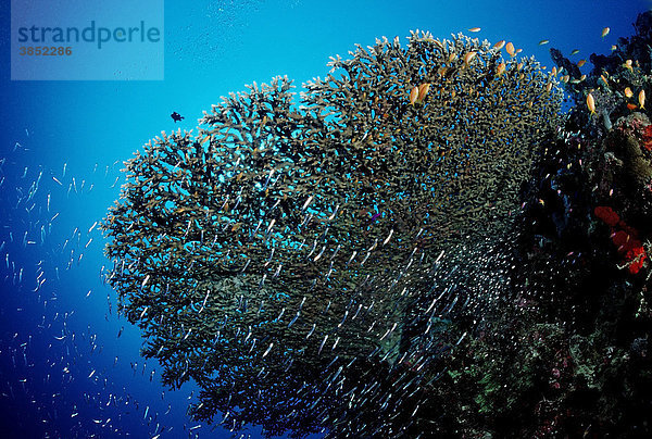 Schwarmfische unter Tischkoralle  Rotes Meer  Sudan Fischschwarm