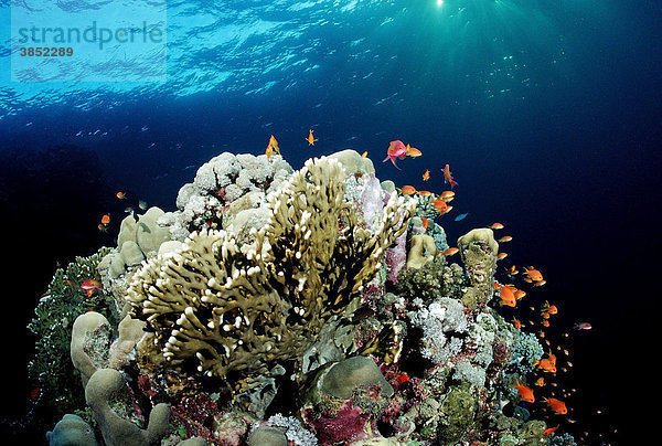 Korallenriff in Dämmerung  Rotes Meer  Sudan